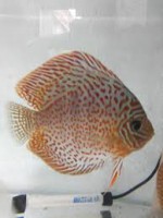 Acara disco leopardo snake 5/6cm