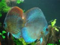 /album/nossos-peixes/casal-jpg/