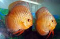 /album/nossos-peixes/eded-jpg/