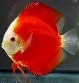 /album/nossos-peixes/imagesffrf-jpg/