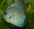 /album/nossos-peixes/indice-jpg/
