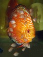 /album/nossos-peixes/filhotes-jpg/
