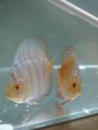 /album/nossos-peixes/a20140304-180838-jpg/