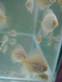 /products/acara-disco-white-diamond-7cm/